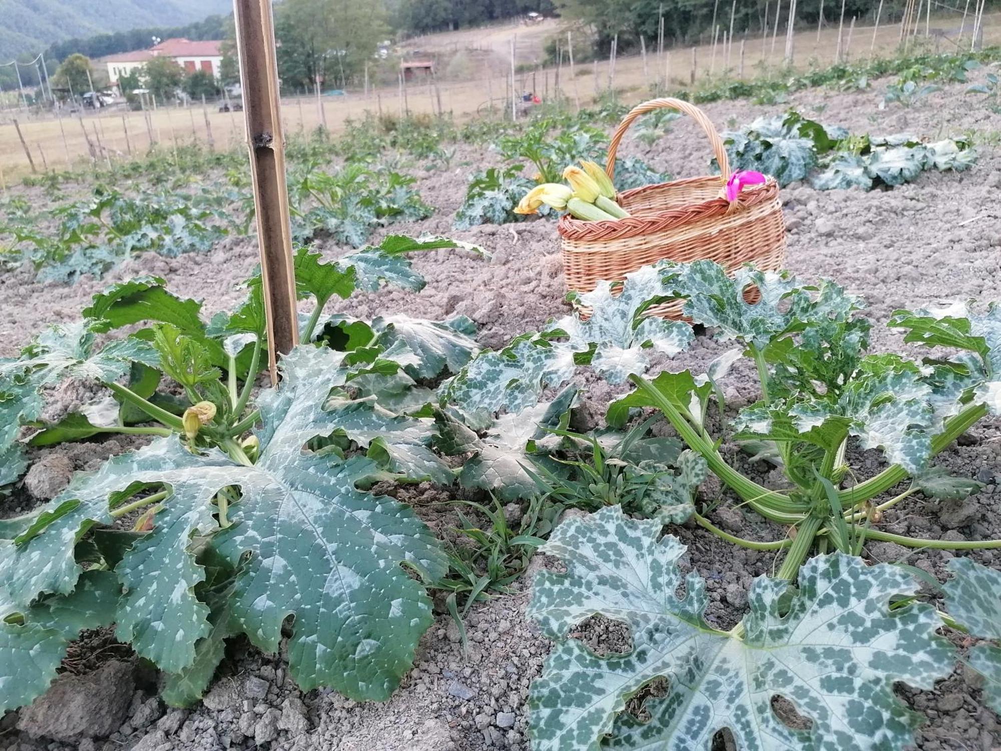 Agriturismo Dei Legi San Pietro Vara Kültér fotó