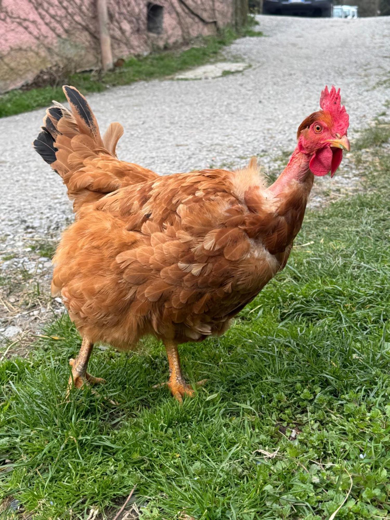 Agriturismo Dei Legi San Pietro Vara Kültér fotó